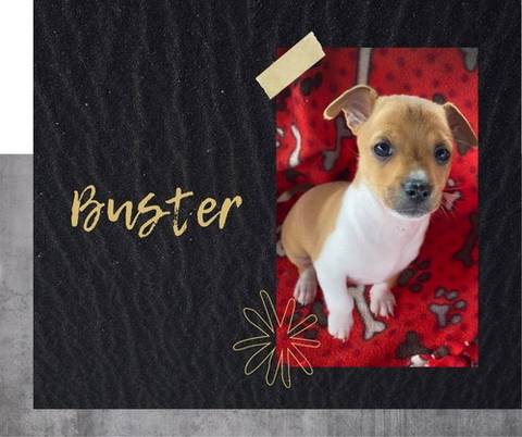 Buster, adopted