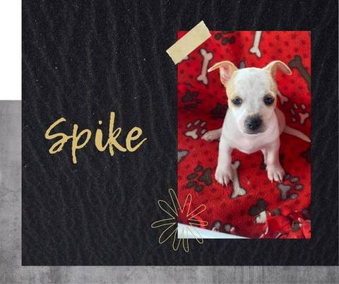 Spike, adopted