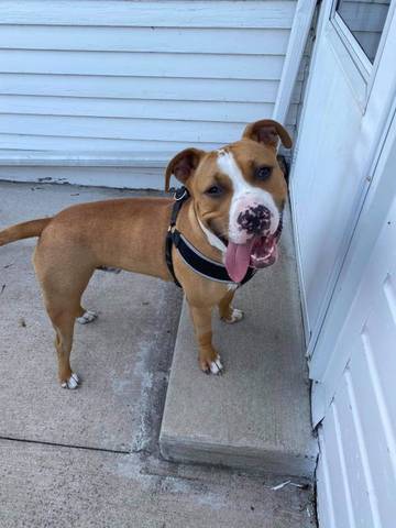 Oliver, adopted