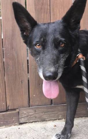 Shadow, adopted