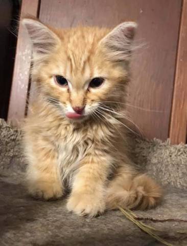 Brewster, adopted