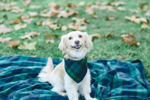 Honey, adopted