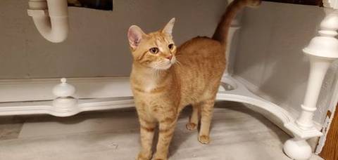 Poppy, adopted