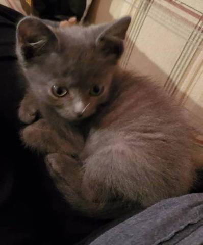 Earl Gray, adopted