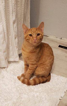 Hatch, adopted