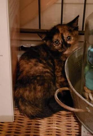 Cora, adopted