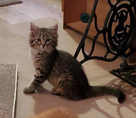 Minerva, adopted