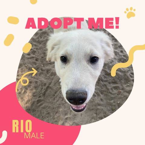 Rio, adopted