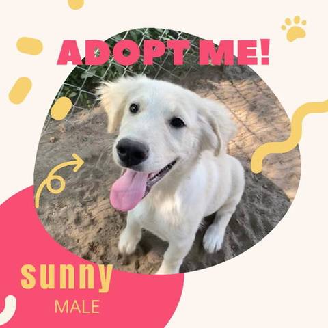 Sunny, adopted