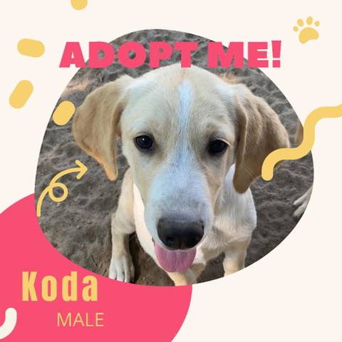 Koda, adopted