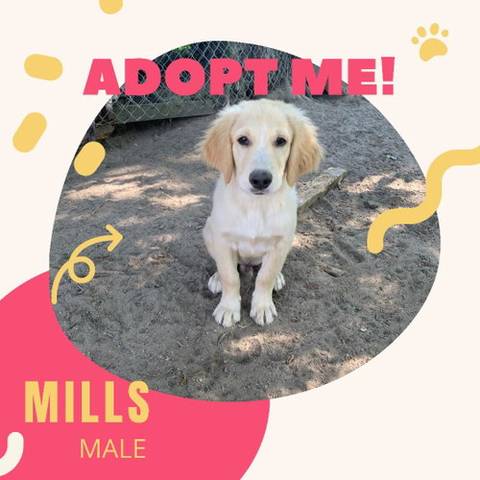 Mills, adopted