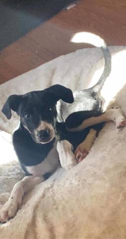 Kiko, adopted