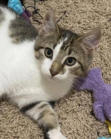 Ollie, adopted