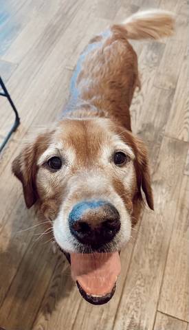 Cody, adopted