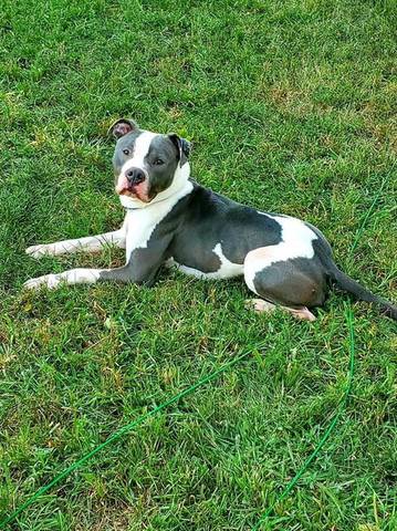 Gordon, adopted