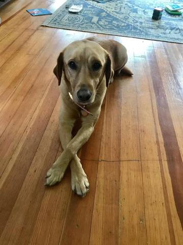 Scout Lee, adopted