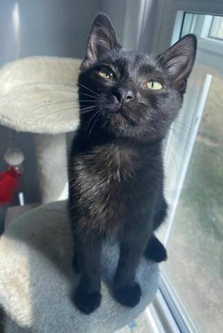 Adele, adopted