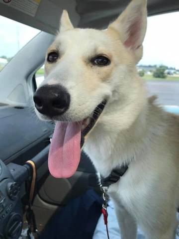 Koa, adopted