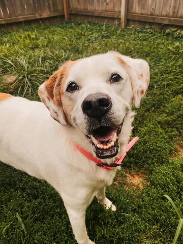 Comet, adopted
