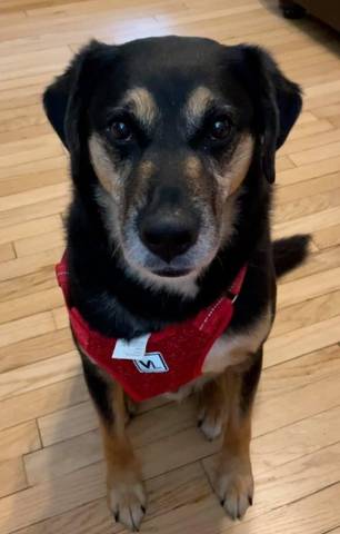 Buck, adopted