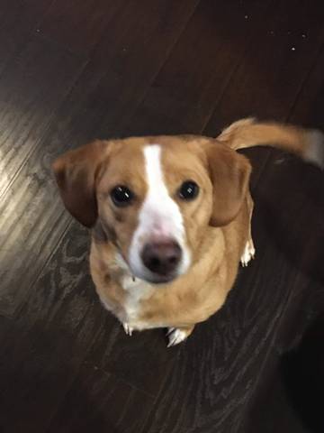Queenie, adopted