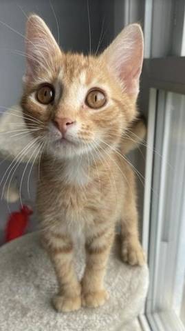 Sunny, adopted