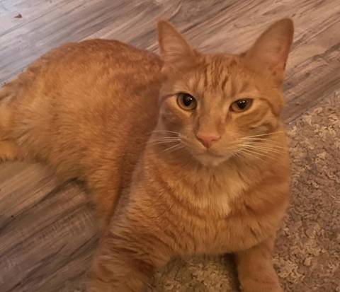 Pancake, adopted