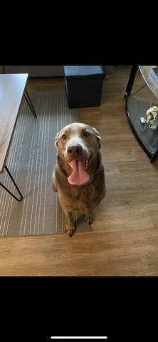 Apollo, adopted