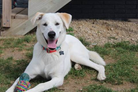 Baylor, adopted