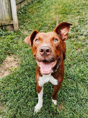 Luca, adopted