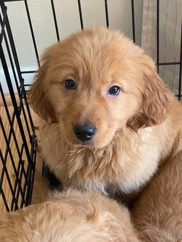 Cora, adopted