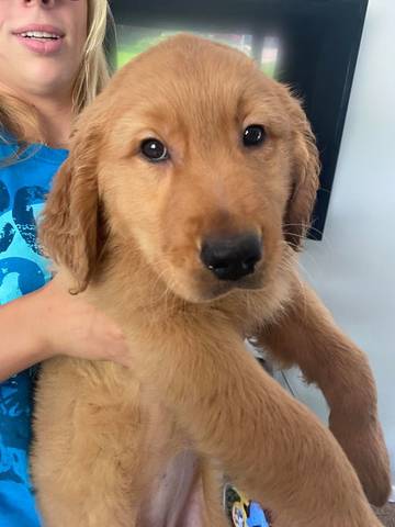 Sadie, adopted