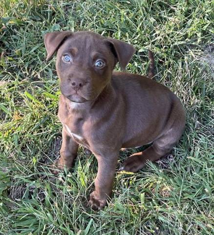 Brooks, adopted