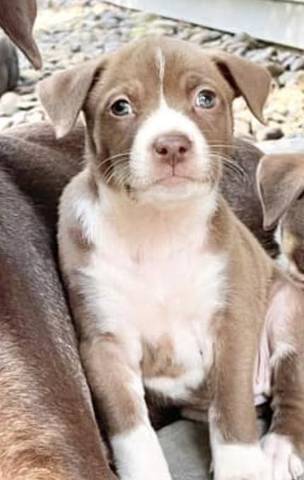 Brielle, adopted