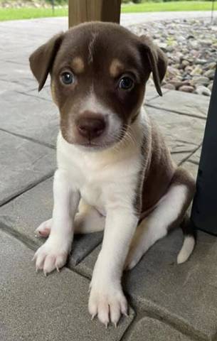 Bristol, adopted