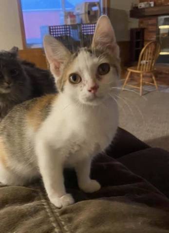 Auggie, adopted