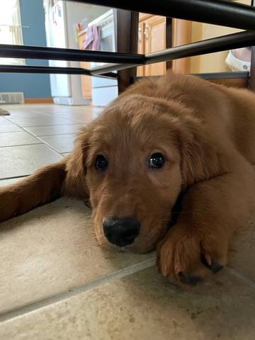 REMI, adopted