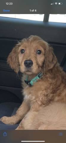 Remington, adopted