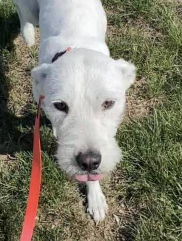 Snow, adopted
