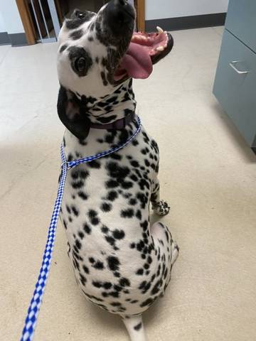 Emori, adopted
