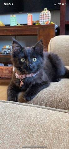 Posie, adopted
