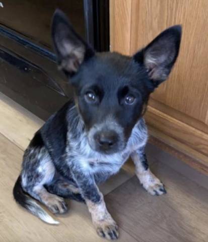 Scout, adopted