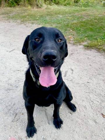 Cal, adopted
