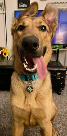Scooby, adopted