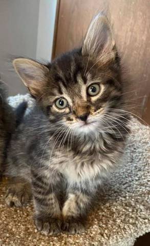 Finn, adopted