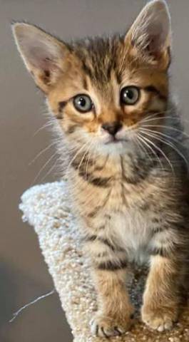 Octavia, adopted