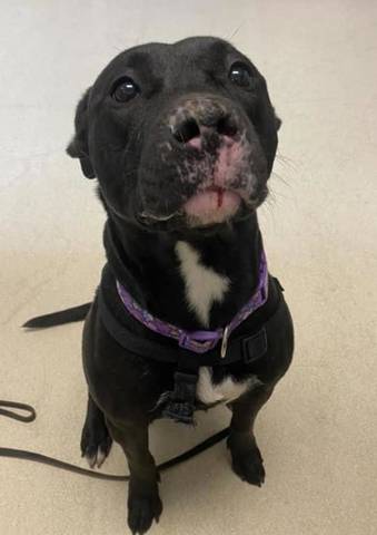 Raven, adopted