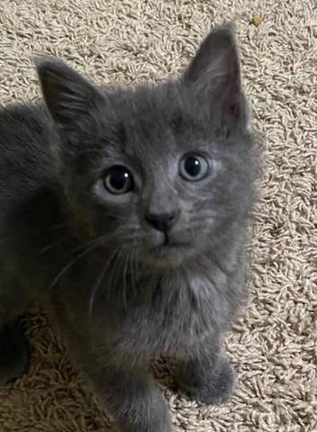 Dakota, adopted