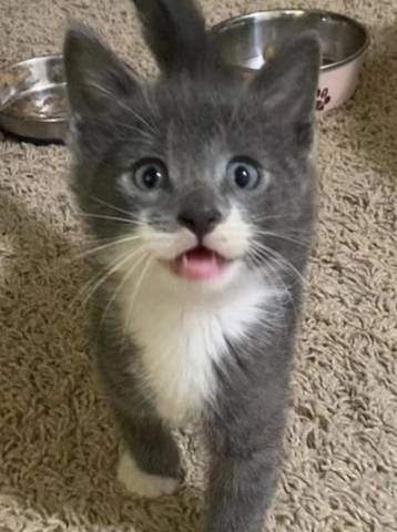 Dax, adopted