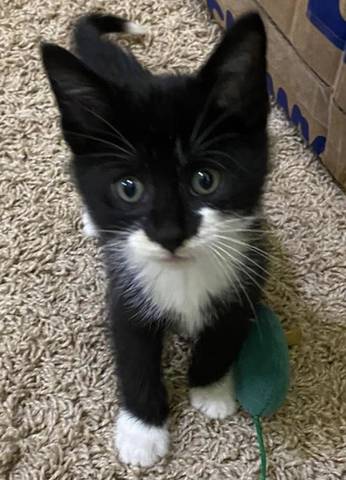Dexter, adopted